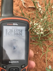 Cynanchum orangeanum