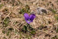Viola alpina, photograph (c) Philipp Pavelka, some rights reserved (CC BY)