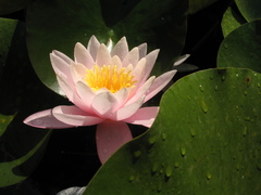 Nymphaea