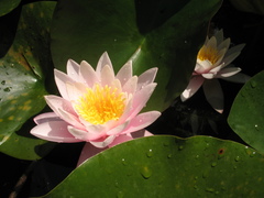 Nymphaea