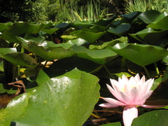 Nymphaea