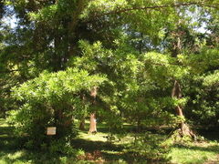 Podocarpus macrophyllus