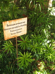 Podocarpus macrophyllus