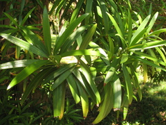 Podocarpus macrophyllus