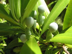 Podocarpus macrophyllus
