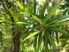 Podocarpus macrophyllus