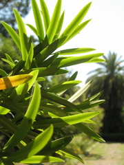 Podocarpus macrophyllus