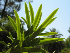 Podocarpus macrophyllus
