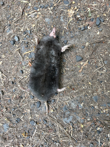 Townsend's Mole observed by johnwmyles