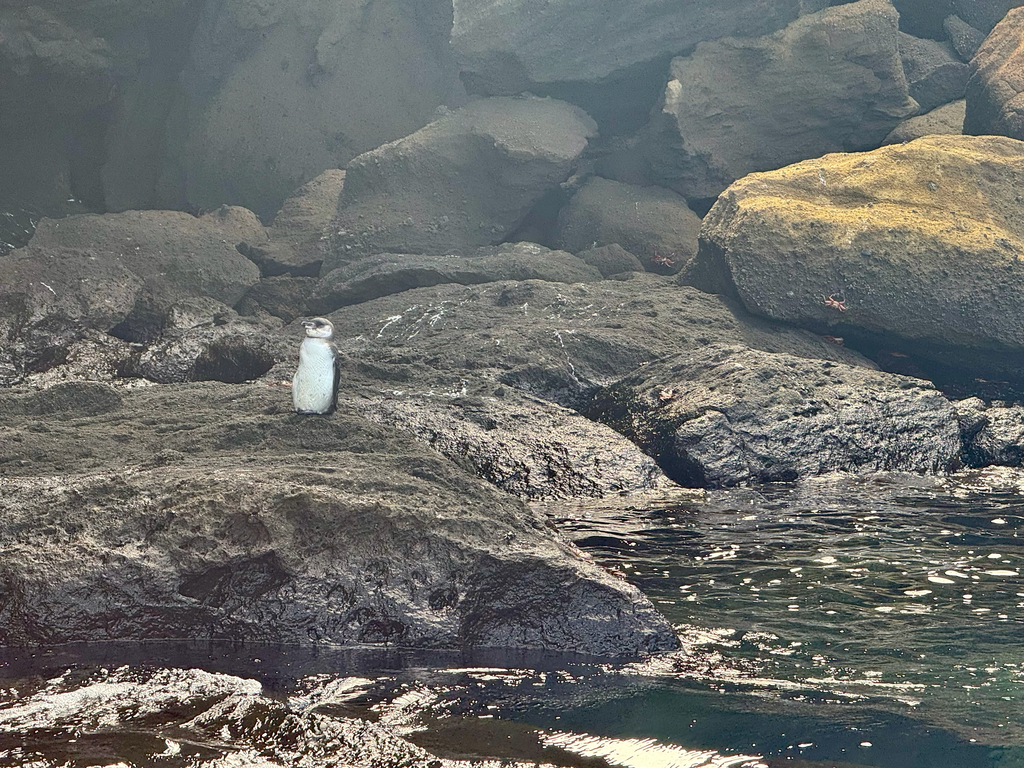 Small Galápagos penguin standing on rocks at the water's edge