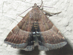 Eublemma bolinia