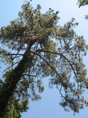 Pinus