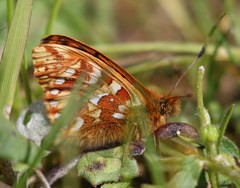 Boloria pales