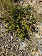 Veronica canterburiensis