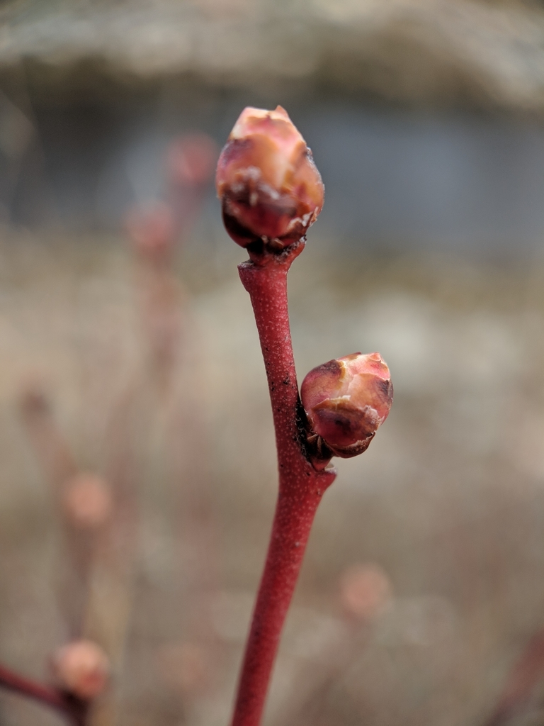Northern highbush blueberry from Sagamore Beach, MA 02562, USA on April ...