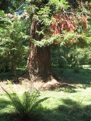 Sequoia sempervirens