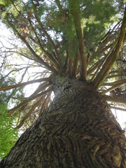 Sequoia sempervirens