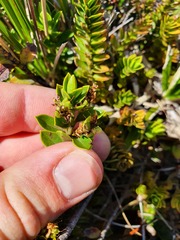 Veronica canterburiensis