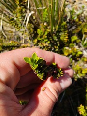 Veronica canterburiensis