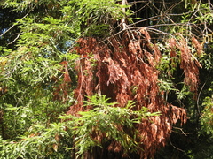 Sequoia sempervirens