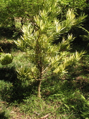Podocarpus macrophyllus
