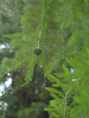 Sequoia sempervirens