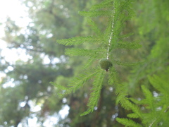 Sequoia sempervirens