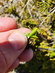 Veronica canterburiensis