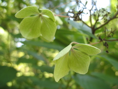 Helleborus