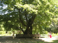 Tilia dasystyla caucasica