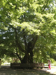 Tilia dasystyla caucasica