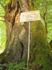 Tilia dasystyla caucasica