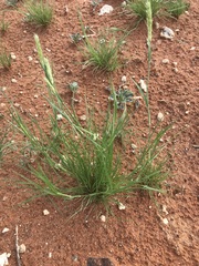 Enneapogon cenchroides