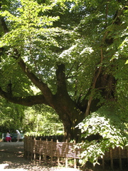Tilia dasystyla caucasica