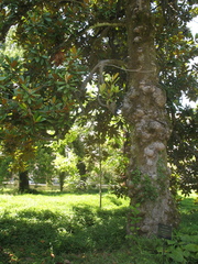Magnolia grandiflora