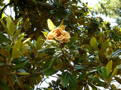 Magnolia grandiflora