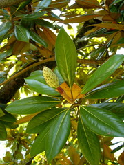Magnolia grandiflora
