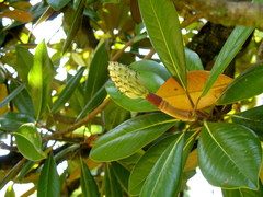 Magnolia grandiflora