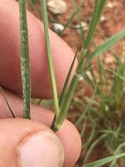 Enneapogon cenchroides