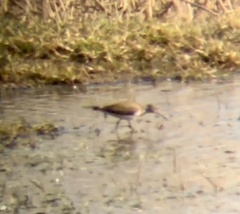 Tringa ochropus