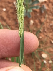 Enneapogon cenchroides