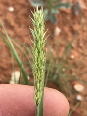 Enneapogon cenchroides