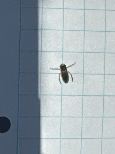 iNaturalist observation photo of Water Boatmen
