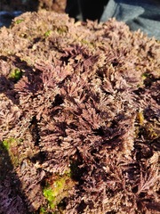 Ellisolandia elongata