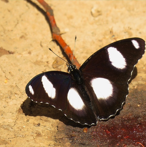 Danaid Eggfly photo 3