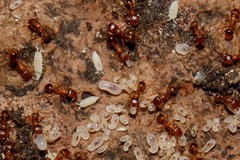 Temnothorax angustifrons