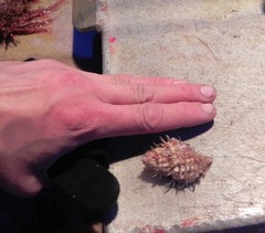 Fusitriton oregonensis