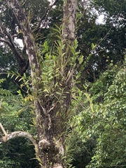 Bromheadia finlaysoniana