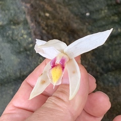 Bromheadia finlaysoniana