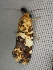 Acontia crocata